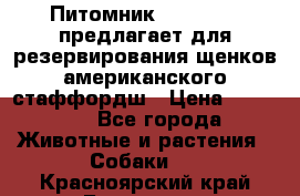 Питомник KURAT GRAD предлагает для резервирования щенков американского стаффордш › Цена ­ 25 000 - Все города Животные и растения » Собаки   . Красноярский край,Бородино г.